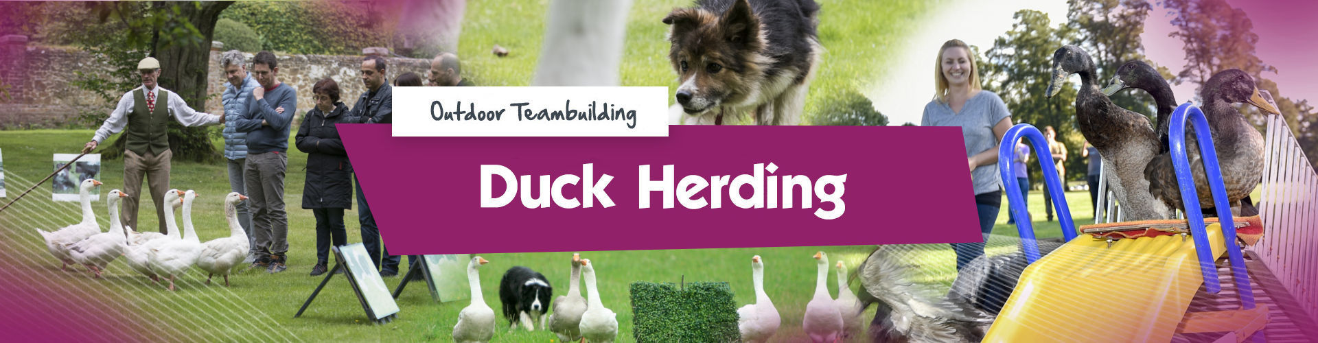 Duck Herding Banner